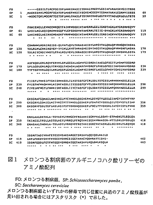 図1 メロンつる割病菌のアルギニノコハク酸リアーゼのアミノ酸配列