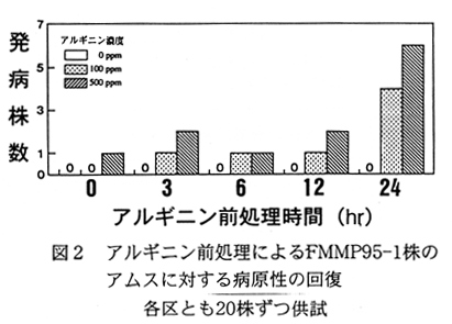 図2 アルギニン前処理によるFMMP95-1株のアムスに対する病原性の回復各区とも20株ずつ供試