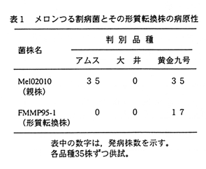 表1 メロンつる割病菌とその形質転換株の病原性
