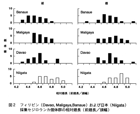 図2 フィリピン(Davao,Maligaya,Banaue)および日(Niigata)採集セジロウンカ個体群の相対翅長(前翅長/頭幅)