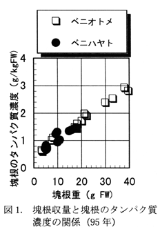 図1 塊根収量と塊根のタンパク質濃度の関係(95年)
