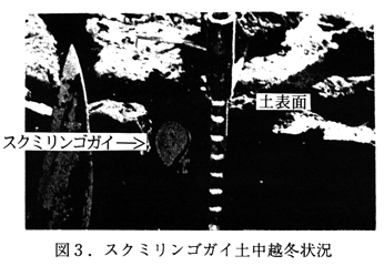 図3 スクミリンゴガイ土中越冬状況