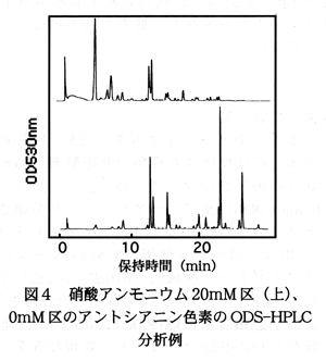 図4 硝酸アンモニウム20mM区(上)、0mM区のアントシアニン色素のODS-HPLC分析例