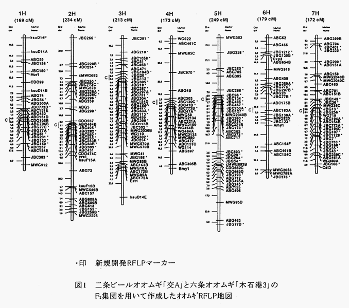 図1 二条ビールオオムギ「交A」と六条オオムギ「木石港3」のF2集団を用いて作成したオオムギRFLP地図