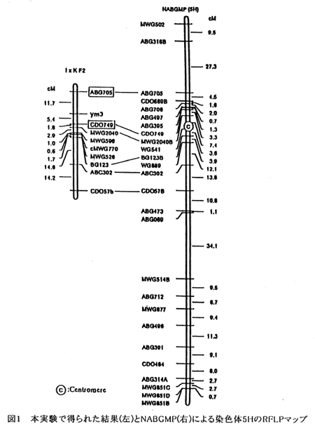 図1 本実験で得られた結果(左)とNABGMP(右)による染色体5HのRFLPマップ