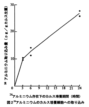 図2 26アルミニウムのカルス培養細胞への取り込み