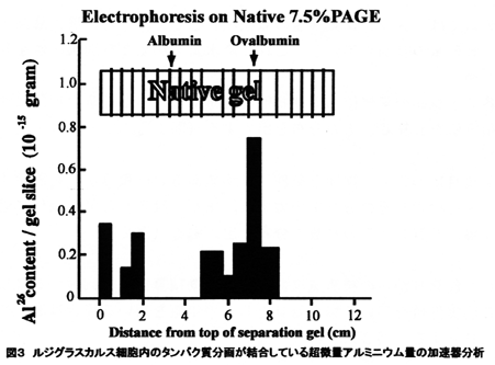 図3 ルジグラスカルス細胞内のタンパク質分画が結合している超微量アルミニウム量の加速器分析