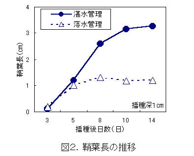 図2 鞘葉長の推移