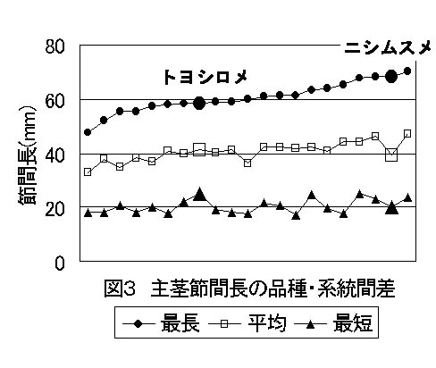 図3 主茎節間長の品種・系統間差