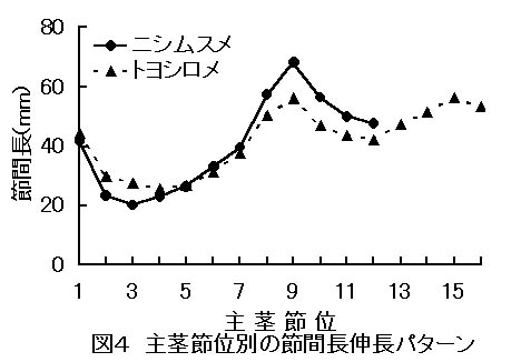 図4 主茎節位別の節間長伸長パターン