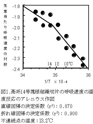 図1 高経14号塊根組織切片の呼吸速度の温度反応のアレニウス作図