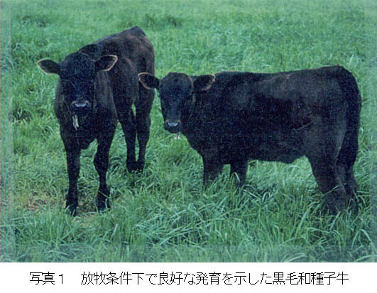 写真1 放牧条件下で良好な発育を示した黒毛和種子牛