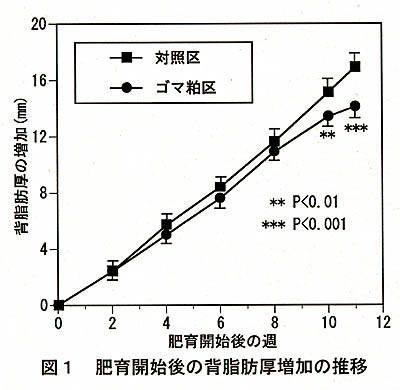 図1 肥育開始後の背脂肪厚増加の推移