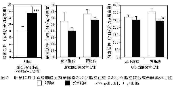 図2 肝臓における脂肪酸分解系酵素および脂肪組織における脂肪酸合成系酵素の活性