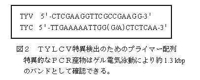 図2 TYLCV特異検出のためのプライマー配列特異的なPCR産物はゲル電気泳動により約1.3 kbpのバンドとして確認できる。