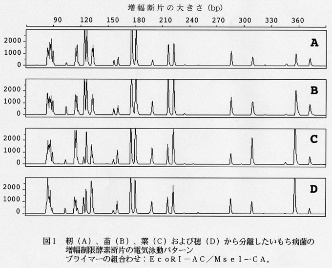 図1 籾(A)、苗(B)、葉(C)および穂(D)から分離したイネいもち病菌の増幅制限酵素断片の電気泳動パターン