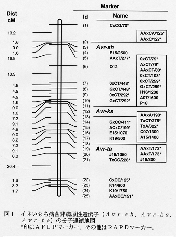 図1 イネいもち病菌非病原性遺伝子(Avr-sh、Avr-ks、Avr-ta)の分子連鎖地図