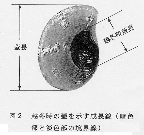 図2 越冬時の蓋を示す成長線(暗色部と淡色部の境界線) 