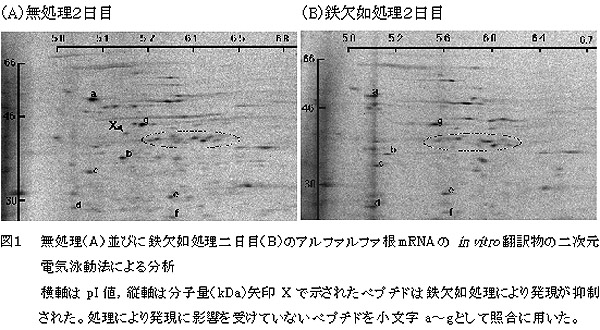 図1 無処理(A)並びに鉄欠如処理二日目(B)のアルファルファ根mRNAの in vitro翻訳物の二次元電気泳動法による分析。