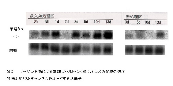 図2 ノーザン分析による単離したクローン(約0.9kbp)の発現の強度。対照はカリウムチャンネルをコードする遺伝子。