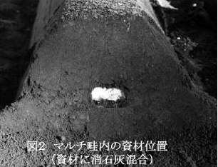 図2 マルチ畦内の資材位置(資材に消石灰混合)