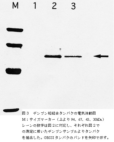 図3 デンプン粒結合タンパクの電気泳動図 M:サイズマーカー(上より94、67、43、30kDa) レーンの数字は図2に対応し、それぞれ図2で の測定に用いたデンプンサンプルよりタンパクを抽出した。GBSSIタンパクのバンドを矢印で示す。