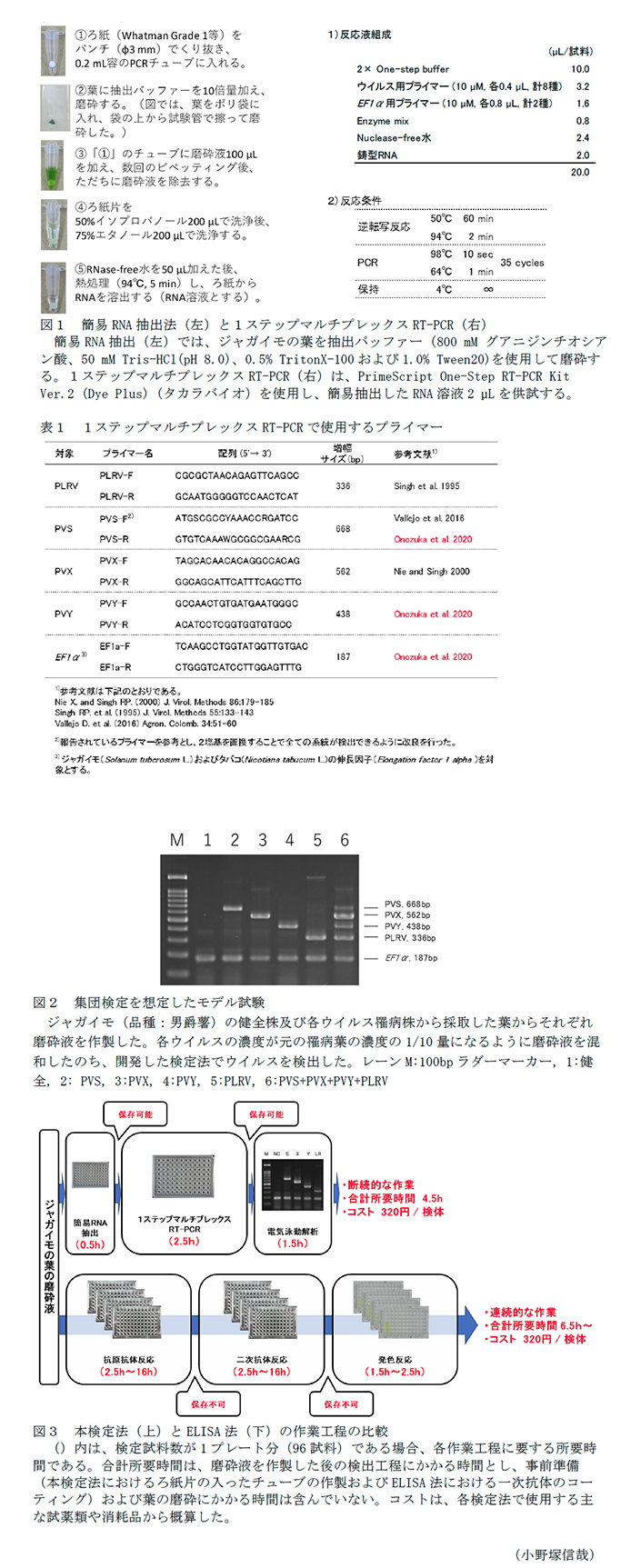 図1 簡易RNA抽出法(左)と1ステップマルチプレックスRT-PCR(右),表1 1ステップマルチプレックスRT-PCRで使用するプライマー,図2 集団検定を想定したモデル試験,図3 本検定法(上)とELISA法(下)の作業工程の比較