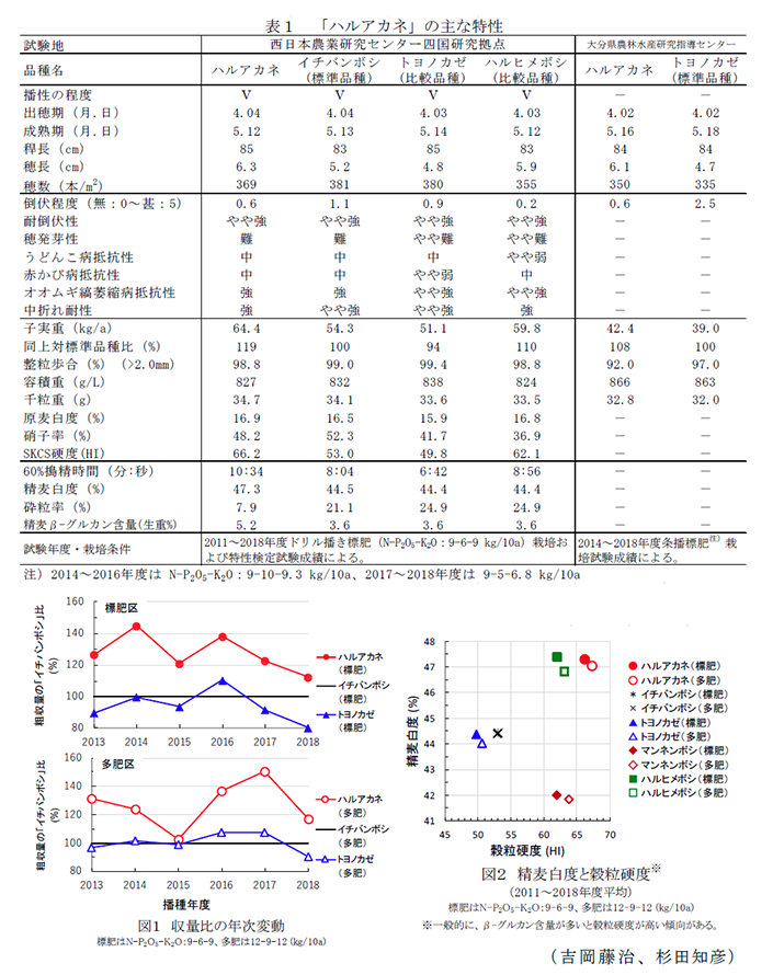 表1 「ハルアカネ」の主な特性,図1 収量比の年次変動,図2 精麦白度と穀粒硬度(2011～2018年度平均)