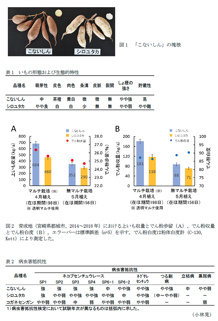 図1 「こないしん」の塊根,表1 いもの形態および生態的特性,図2 育成地(宮崎県都城市、2014～2018年)における上いも収量とでん粉歩留(A)、でん粉収量とでん粉白度(B),表2 病虫害抵抗性
