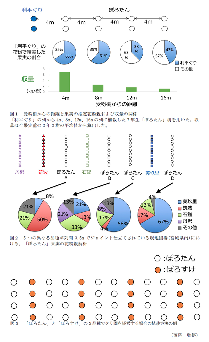 図1 受粉樹からの距離と果実の推定花粉親および収量の関係,図2 5つの異なる品種が列間3.5mでジョイント仕立てされている現地圃場(宮城県内)における、「ぽろたん」果実の花粉親解析,図3 「ぽろたん」と「ぽろすけ」の2品種でクリ園を経営する場合の植栽方法の例