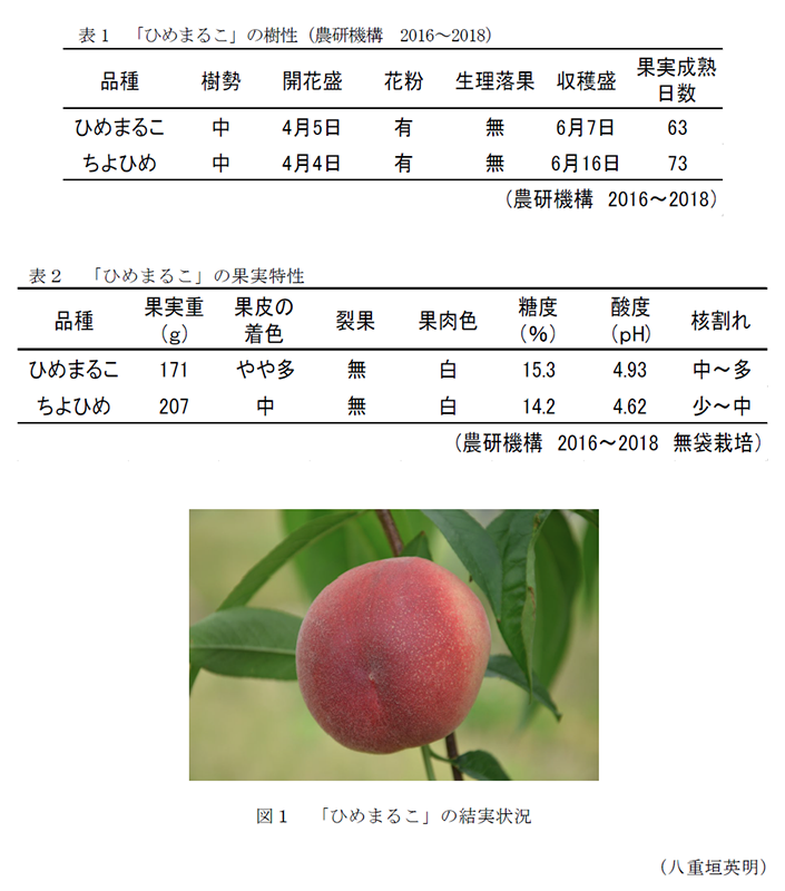 表1 「ひめまるこ」の樹性(農研機構 2016～2018),表2 「ひめまるこ」の果実特性,図1「ひめまるこ」の結実状況 width=