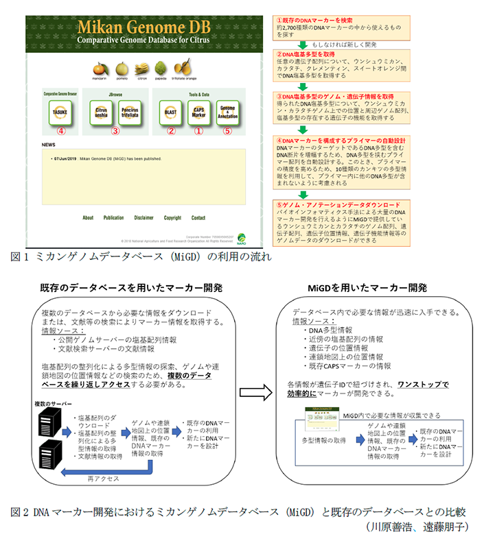 図1 ミカンゲノムデータベース(MiGD)の利用の流れ,図2 DNAマーカー開発におけるミカンゲノムデータベース(MiGD)と既存のデータベースとの比較