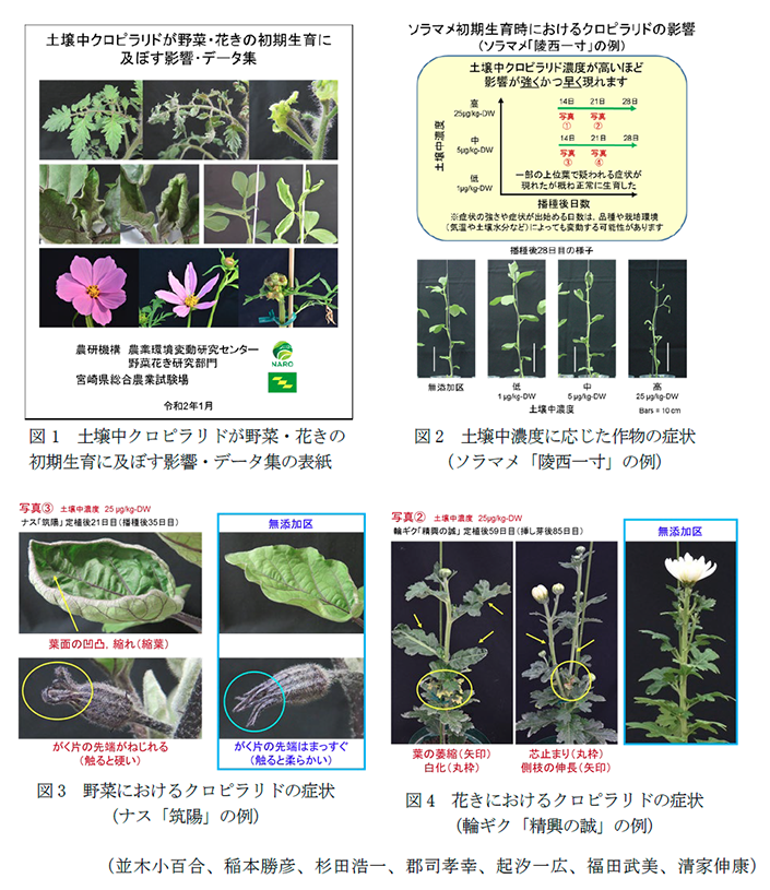 図1 土壌中クロピラリドが野菜・花きの初期生育に及ぼす影響・データ集の表紙,図2 土壌中濃度に応じた作物の症状(ソラマメ「陵西一寸」の例),図3 野菜におけるクロピラリドの症状(ナス「筑陽」の例),図4 花きにおけるクロピラリドの症状(輪ギク「精興の誠」の例)