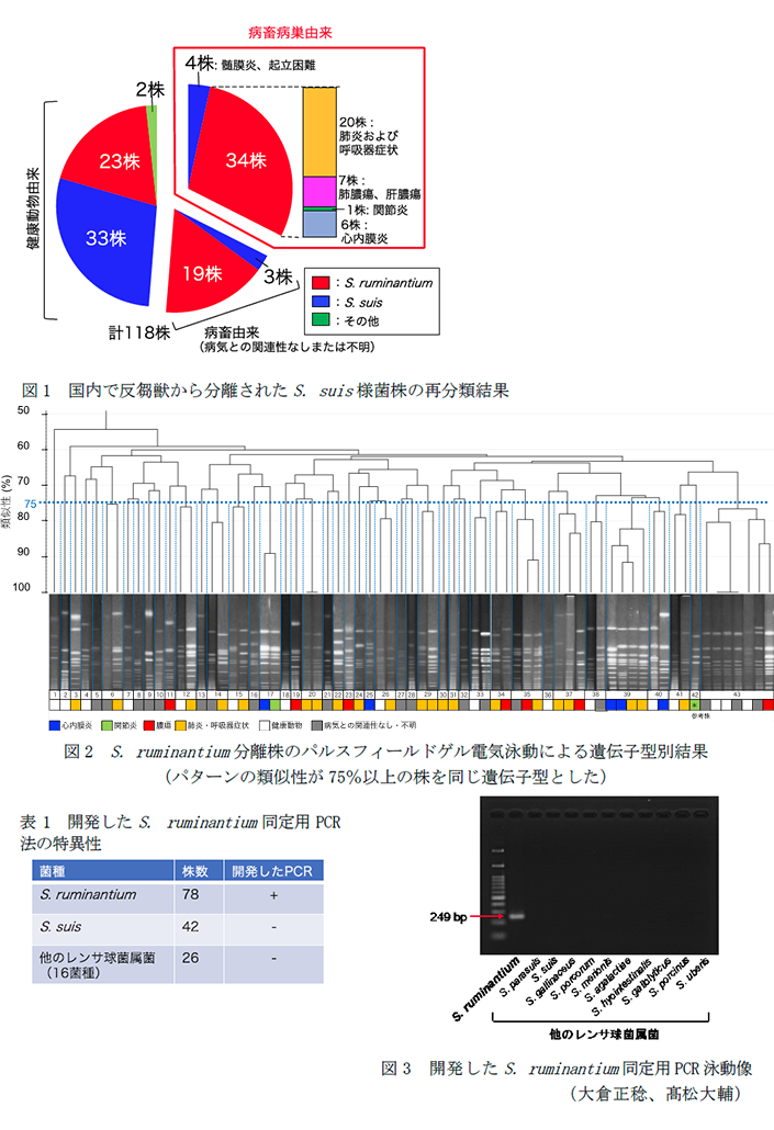 図1 国内で反芻獣から分離されたS. suis様菌株の再分類結果,図2 S. ruminantium分離株のパルスフィールドゲル電気泳動による遺伝子型別結果,表1 開発したS. ruminantium同定用PCR法の特異性,図3 開発したS. ruminantium同定用PCR泳動像