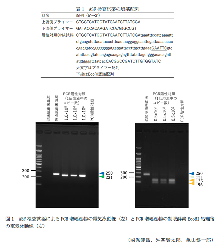 表1 ASF検査試薬の塩基配列,図1 ASF検査試薬によるPCR増幅産物の電気泳動像(左)とPCR増幅産物の制限酵素EcoRI処理後の電気泳動像(右)