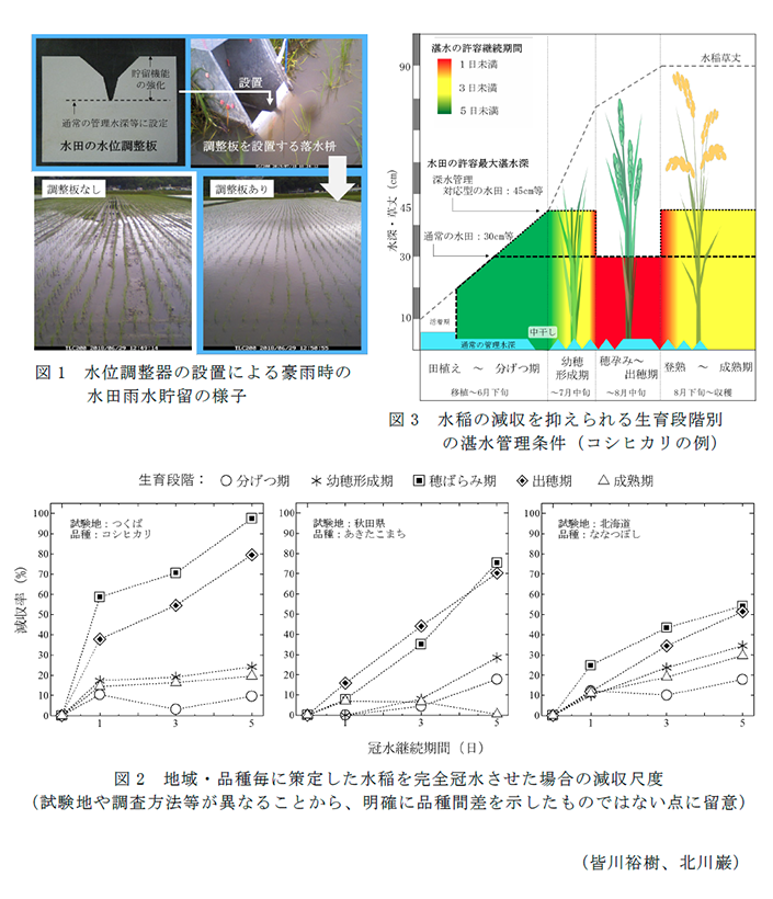 図1 水位調整器の設置による豪雨時の水田雨水貯留の様子,図2 地域・品種毎に策定した水稲を完全冠水させた場合の減収尺度,図3 水稲の減収を抑えられる生育段階別の湛水管理条件(コシヒカリの例)