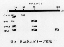 図2.B細胞エピトープ領域