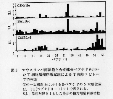 図3.マウスリンパ節細胞と合成部分ペプチドを用いたT細胞増殖刺激試験によるT細胞エピトープの検索