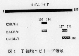 図4.T細胞エピトープ領域