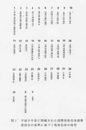 図1.平成9年度に開催された国際馬染色体調査委員会の基準に基づく馬染色体の核型