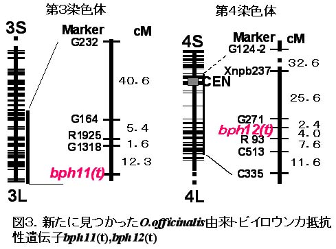 図3 新たに見つかったO.officinalis由来トビイロウンカ抵抗性遺伝子bph11(t),bph12(t)