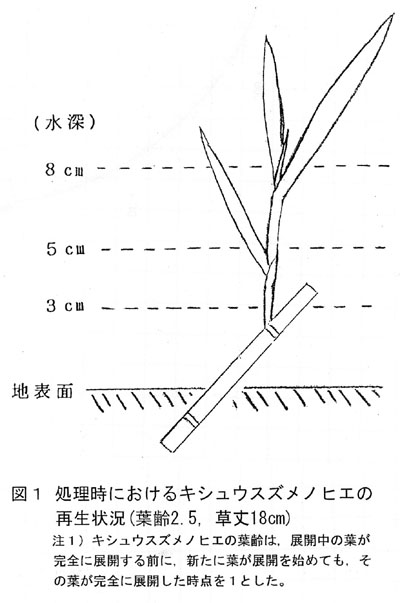 図1 処理時におけるキシュウスズメノヒエの再生状況