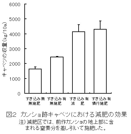 図2 カンショ跡キャベツにおける減肥の効果