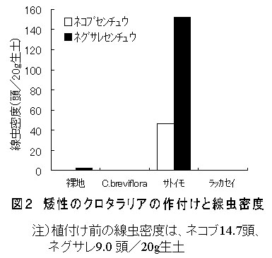 図2 矮性のクロタラリアの作付けと線虫密度