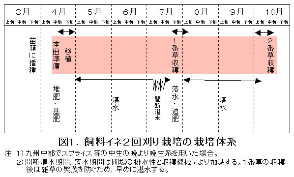 図1 飼料イネ2回刈り栽培の栽培体系
