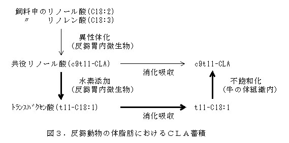 図3 反芻動物の体脂肪におけるCLA蓄積