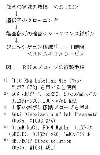 図1 RNAプローブの調製手順洗浄