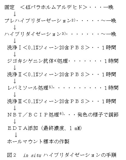 図2 in situ ハブリダイゼーションの手順 