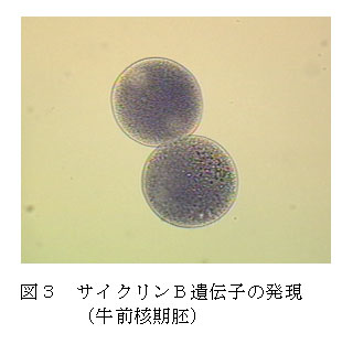 図3 サイクリンB遺伝子の発現