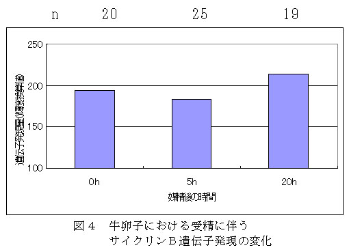 図4 牛卵子における受精に伴う